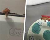 日本網友發現浴室長了朵「蘑菇」， PO網後大家起鬨叫他煎來吃，試吃後他就再也沒出現過了